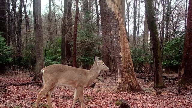 wild whitetail deer in early spring