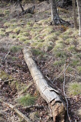 stump in the forest