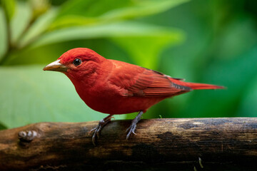 Piranga roja 