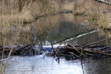 Backwaters in the forest, a stream in the middle of a wild forest, a beaver area, Polish nature