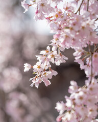 Cerejeiras do Japão.