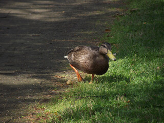mallard on the grass