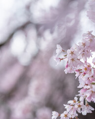 Cerejeiras do Jap&atilde;o.