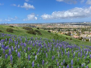 Spring blooms in green hillsides with blue skies