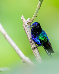 Colibrí siete colores 