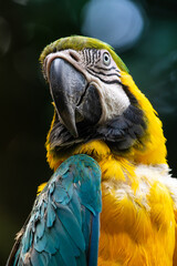Papagayo azul-guacamayo