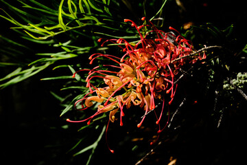 Grevillea is a diverse genus of about 360 species of evergreen flowering plants in the family Proteaceae, native to rainforest and more open habitats in Australia, New Guinea