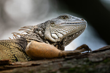 Iguana primer plano
