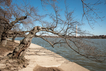 Cherry trees at the Tidal Basin in Washington, DC, spring 2021.  Trees are in Stage 1, green buds. Peak bloom is Stage 6, about two weeks later.