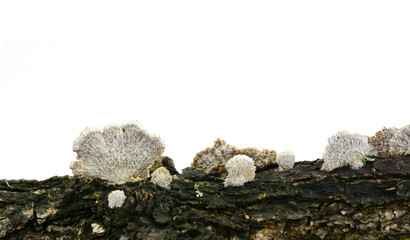 Split gill (Schizophyllum commune) mushroom isolated on white background. 
