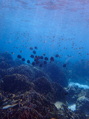 Sea fish with corals in sea, underwater landscape with sea life
