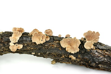 Split gill (Schizophyllum commune) mushroom isolated on white background. 