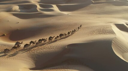 Aerial view Camels herd freely strolling among the sandy dunes at sunset in Dubai desert, United Arab Emirates.