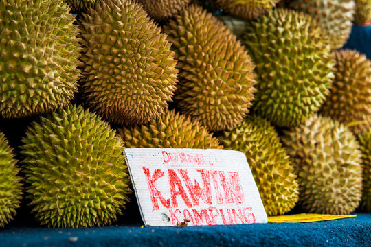 Durian Kawin Kampung Or Local Type Modified With Imported Seeds At A Fruit Stall In Malaysia.