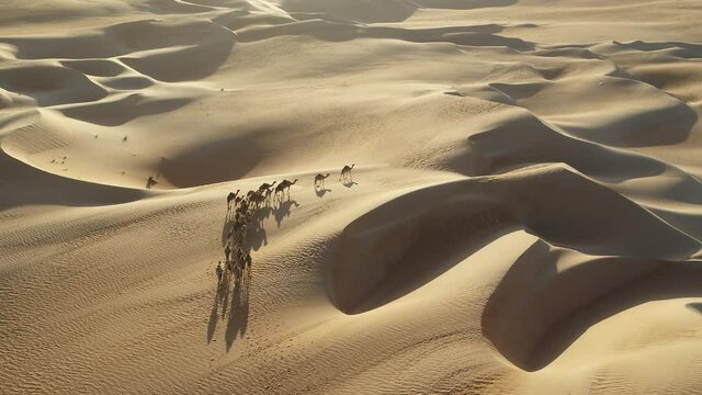 Aerial view Camels herd freely strolling among the sandy dunes at sunset in Dubai desert, United Arab Emirates.