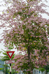 Fototapeta na wymiar pink tecoma flower tree or Tabebuia rosea or Pink trumpet tree on the roadside neighbourhood in Malaysia.