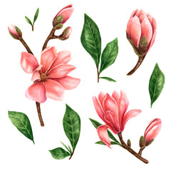 Watercolor clip art with magnolias