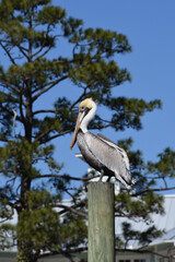 Brown pelican on a wood pole at Whisky creek, Wilmington, North Carolina, USA