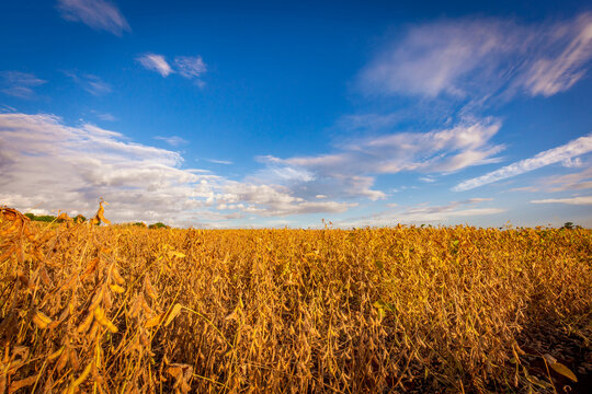 Soybean pods on the plantation at sunset. Agricultural photography. © Paulo Nabas