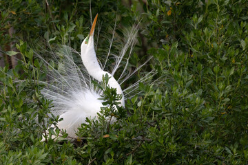 Great Egret 