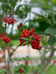 red berries on a branch