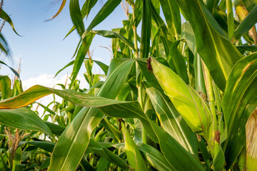 Corn plantation in a sunny day. Agricultural photography.