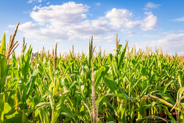 Corn plantation in a sunny day. Agricultural photography.