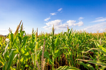 Obraz premium Corn plantation in a sunny day. Agricultural photography.