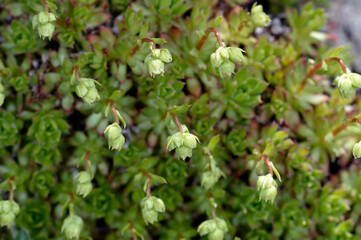 シコタンソウの蕾（北海道・知床）
