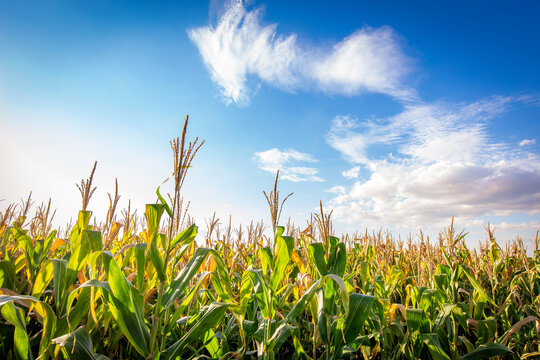 Corn plantation in a sunny day. Agricultural photography.