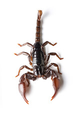Red scorpion isolated on white background.