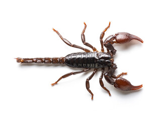 Red scorpion isolated on white background. - 422438318