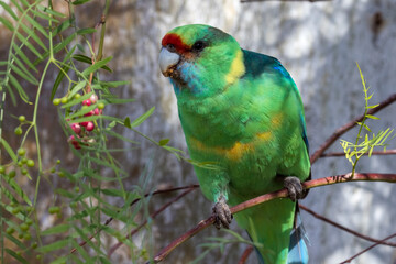 Australian Ringneck Parrot feeding in Peppercorn Tree