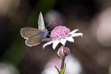 Small butterfly feeding on nectar of a Pink Flannel Flower