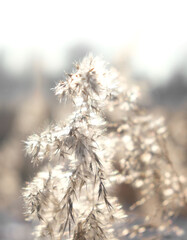 Partial blurred natural background with Pampas grass outdoor in light pastel colors. Dry reeds boho style