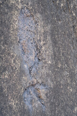 Archosaur Footprints Cliff, Ancient Dinosaur footprint on a rock