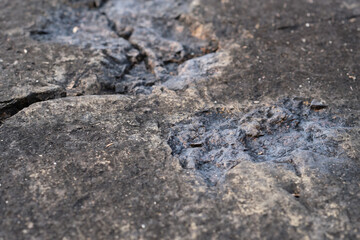 Archosaur Footprints Cliff, Ancient Dinosaur footprint on a rock