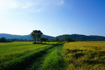 Fototapeta na wymiar Nature rice field yellow and green agriculture organic farm at countryside of Thailand