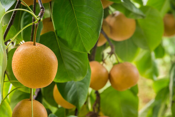 closeup of ripe organic nashi pear hanging on pear tree with blurred background and copy space