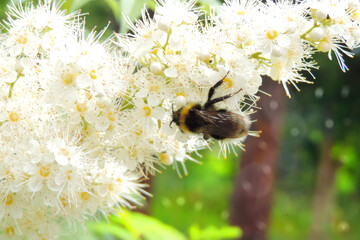 Honey bee collecting pollen from a blooming tree