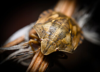 A bug that has lost one antenna somewhere is sitting on a grass stalk