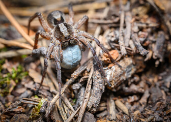 Close up view of a female spider carrying a large white ball with offspring