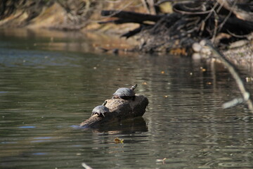 Turtles Sunbathing Along the River