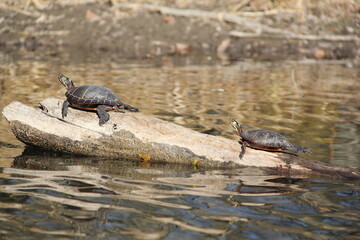 Turtles Sunbathing Along the River