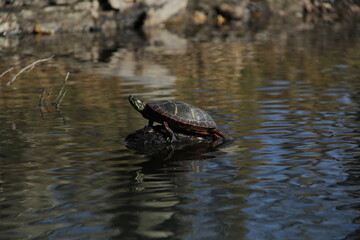 Painted Turtle Sunbathing along the River