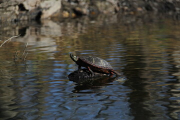 Fototapeta premium Painted Turtle Sunbathing along the River