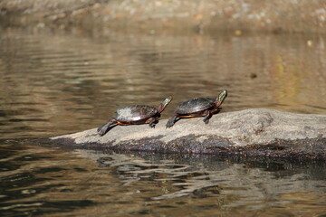 Turtles Sunbathing Along the River