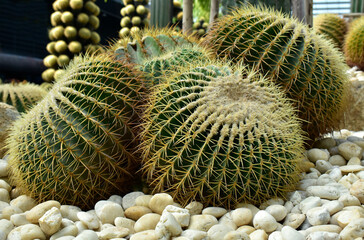 cactus It has thorns and is beautiful.