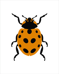 eleven spotted ladybird. flat vector illustration of bugs. insects and garden concept animated in colorful theme. cartoon illustration of nature isolated on white background.