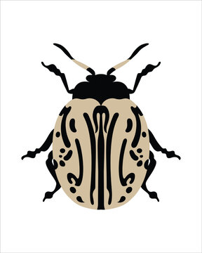 calligrapha multipunctata. flat vector illustration of bugs. insects and garden concept animated in colorful theme. cartoon illustration of nature isolated on white background.